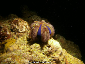 Night dive urchin closed up for the evening , looks amazing by Helen Hansen 